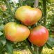 TAIGA TOMATO