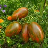 SWEET TOOTH TOMATO