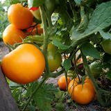 DINA TOMATO