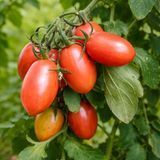 MAGLIA ROSA TOMATO