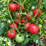 VISIBLE-INVISIBLE TOMATO