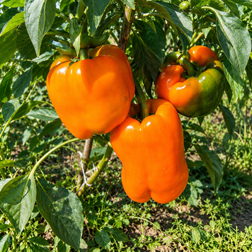 ETUDE PEPPER