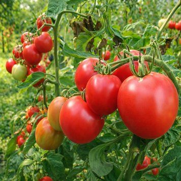 DE BARAO PINK TOMATO