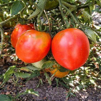 DUCHESS TOMATO