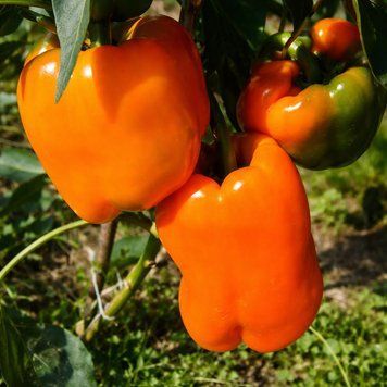 ETUDE PEPPER