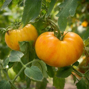 KOZULA-136 FLAT YELLOW ZEBRA TOMATO