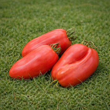 VERO CUORE DI BUE DI BOLOGNA TOMATO