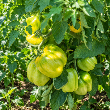 YELLOW STUFFER TOMATO