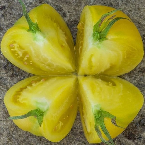 1884 Ż&Oacute;ŁTO-R&Oacute;ŻOWE SERCE POMIDOR