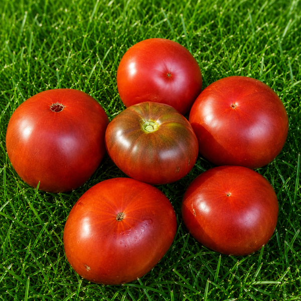 HUNK PAPA TOMATO