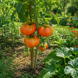 OLD GERMAN TOMATO