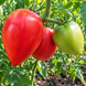 ALBENGA OXHEART TOMATO