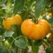 KOZULA-136 FLAT YELLOW ZEBRA TOMATO