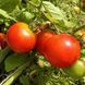 PUNTA BANDA TOMATO