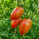 СОЛОДКИЙ ІКЛО (SWEET TOOTH) 1272G фото 3