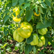 YELLOW STUFFER TOMATO