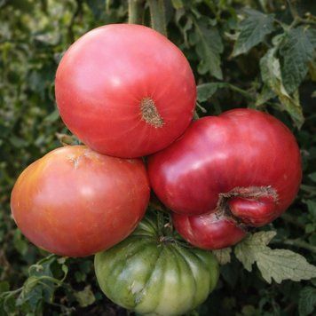 ABE HALL TOMATO