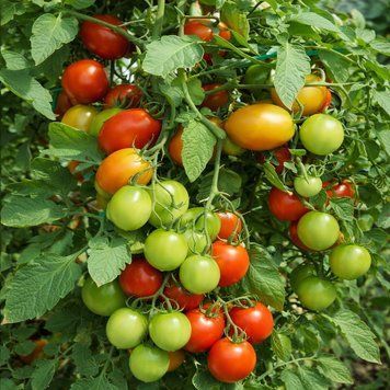 ARGENTINIAN PLUM TOMATO