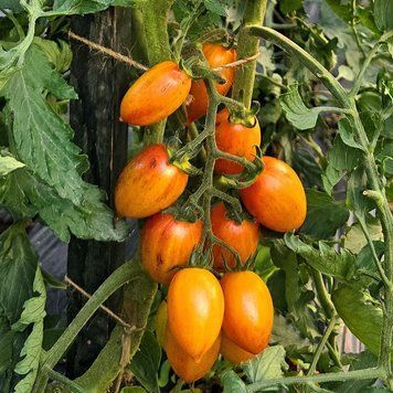 MARCHENZAUBER TOMATO