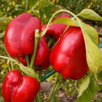 OZARK GIANT PEPPER