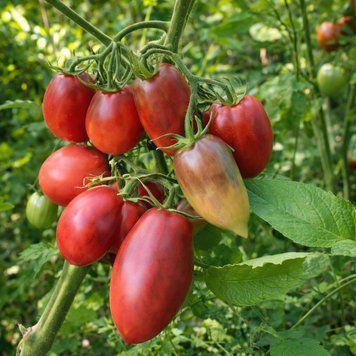 SMILING DEVIL TOMATO