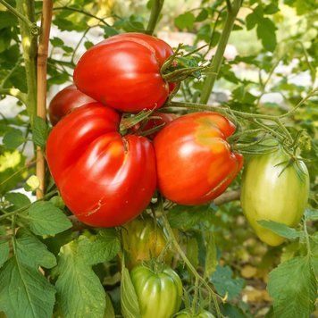 STALLION ITALIAN TOMATO