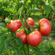 SCHLESISCHE HIMBEERE TOMATO