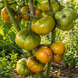 GRUB&rsquo;S MYSTERY GREEN TOMATO