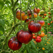 IBIZA YELENA TOMATO
