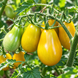 GREEN PEAR TOMATO