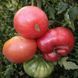 ABE HALL TOMATO