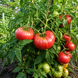 DWARF WILD FRED TOMATO