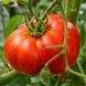 GIGANTE SENZA SEMI TOMATO