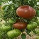 KOZULA-138 TOMATO