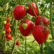 KYZYL TAU TOMATO