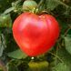 LAKE FISH OXHEART TOMATO