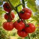 MAYA AND SION'S AIRDRIE CLASSIC TOMATO