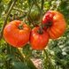 OLD CAROLINA TOMATO