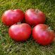 ROSII NEGRE TOMATO