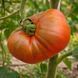 SPANISH CHOCOLATE TOMATO