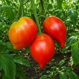 VATER RHEIN TOMATO