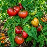 BRAD'S BLACK HEART TOMATO
