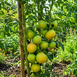 DWARF BERYL BEAUTY TOMATO