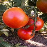 ILDAN TOMATO