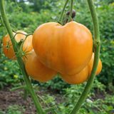 MINUSINSK YELLOW OXHEART TOMATO