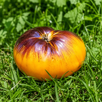 PURPLE LIGHTNING TOMATO