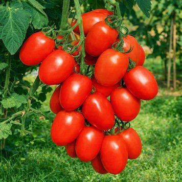 DE BARAO GIANT RED TOMATO