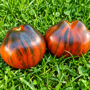 DWARF LEPRECHAUN SERYOZHA TOMATO