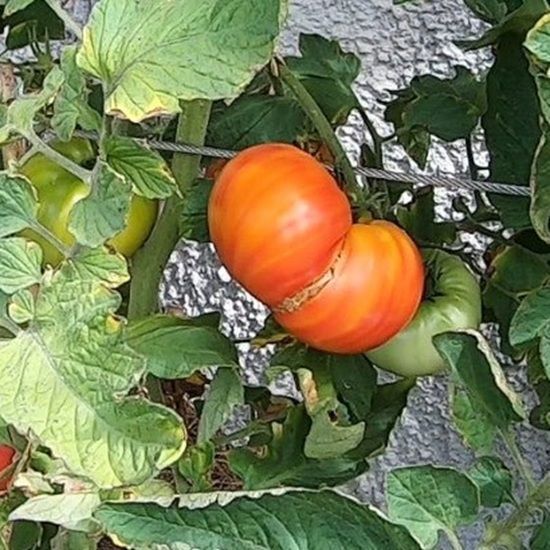 ANNA MEYER SEEDS