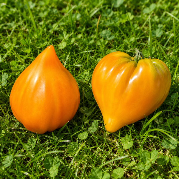 POMARAŃCZOWE SERCE ANGELINY (ANGELINA'S ORANGE HEART)
